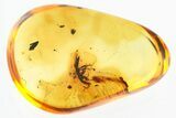 Detailed Fossil Rove Beetle (Staphylinidae) in Baltic Amber #325397-1